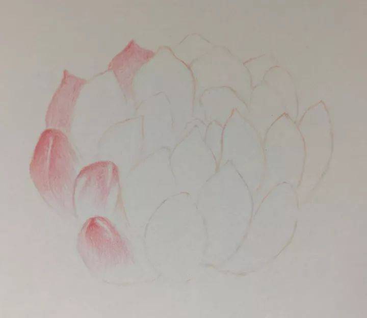 遮挡效果并不一样,画出多肉花瓣的层次步骤解析本期教程:多肉植物增不