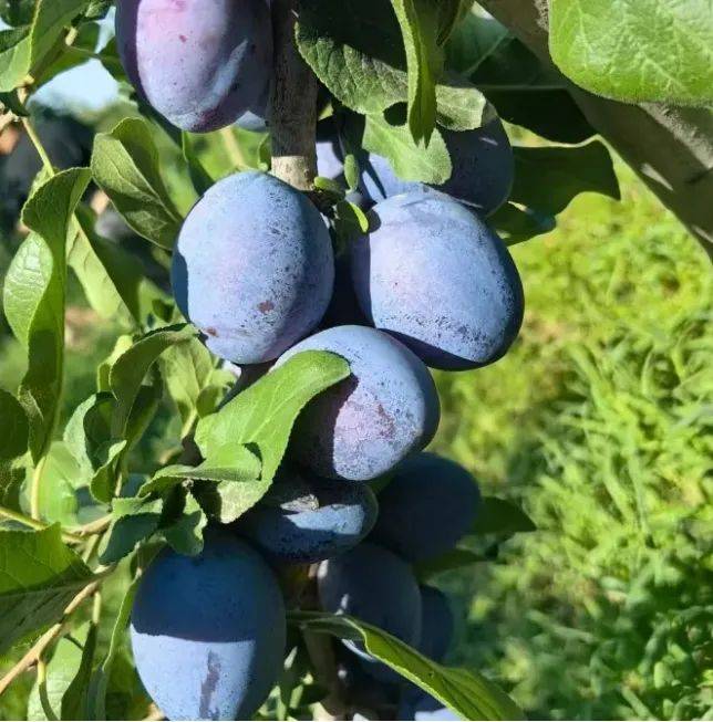是李子却叫梅子,秋天甜到你心里的宁夏水果,软糯香甜,一口爆浆