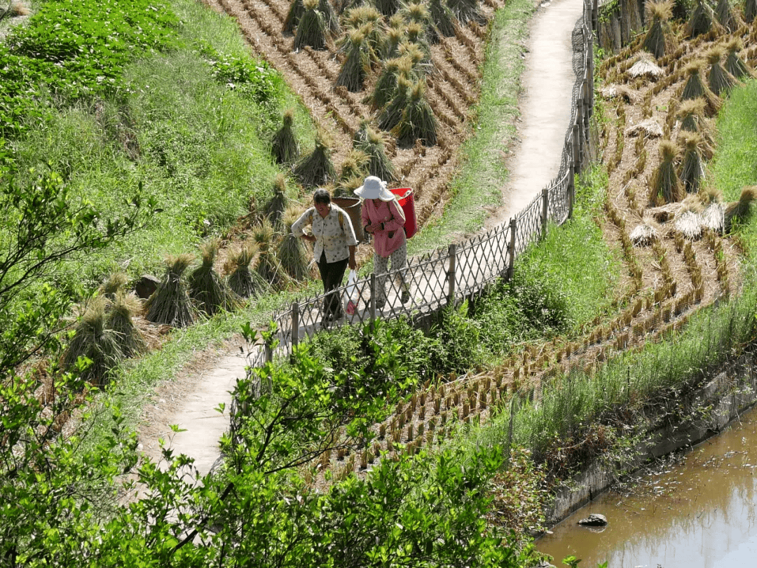 长寿之乡贵州赤水的白云乡白云村"稻"时候啦!