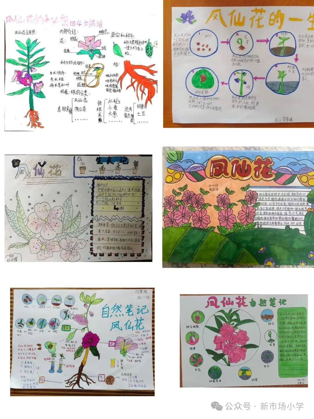 新市场小学教育集团科学暑假作业阶段性展示来啦~