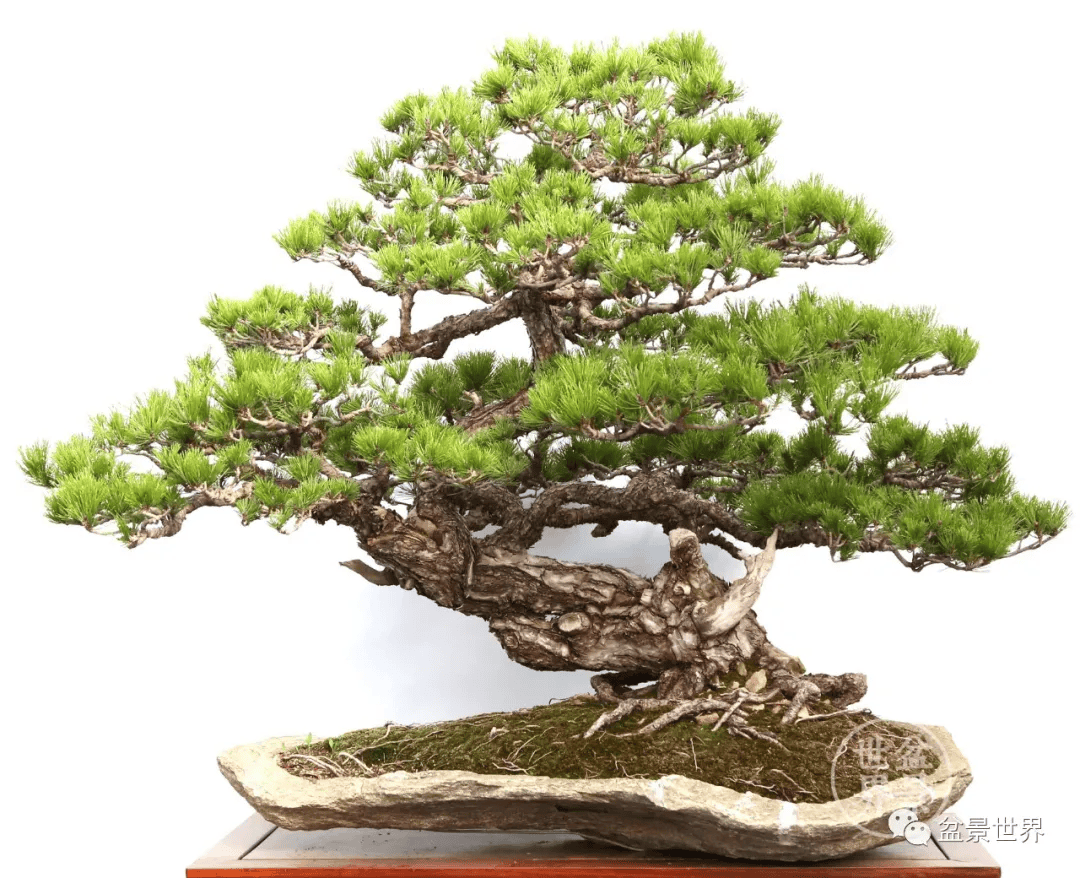 盆景_作品_真柏