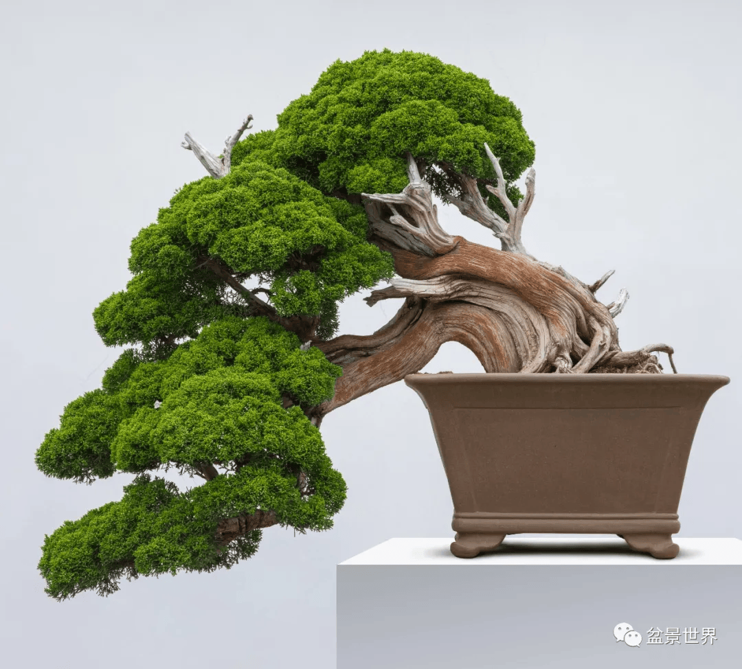 盆景_作品_真柏