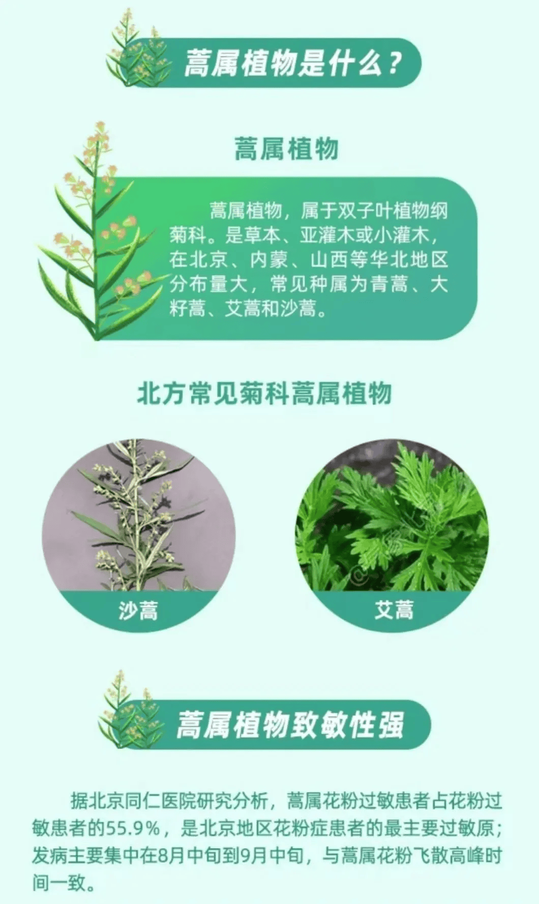 葎草花粉过敏图片