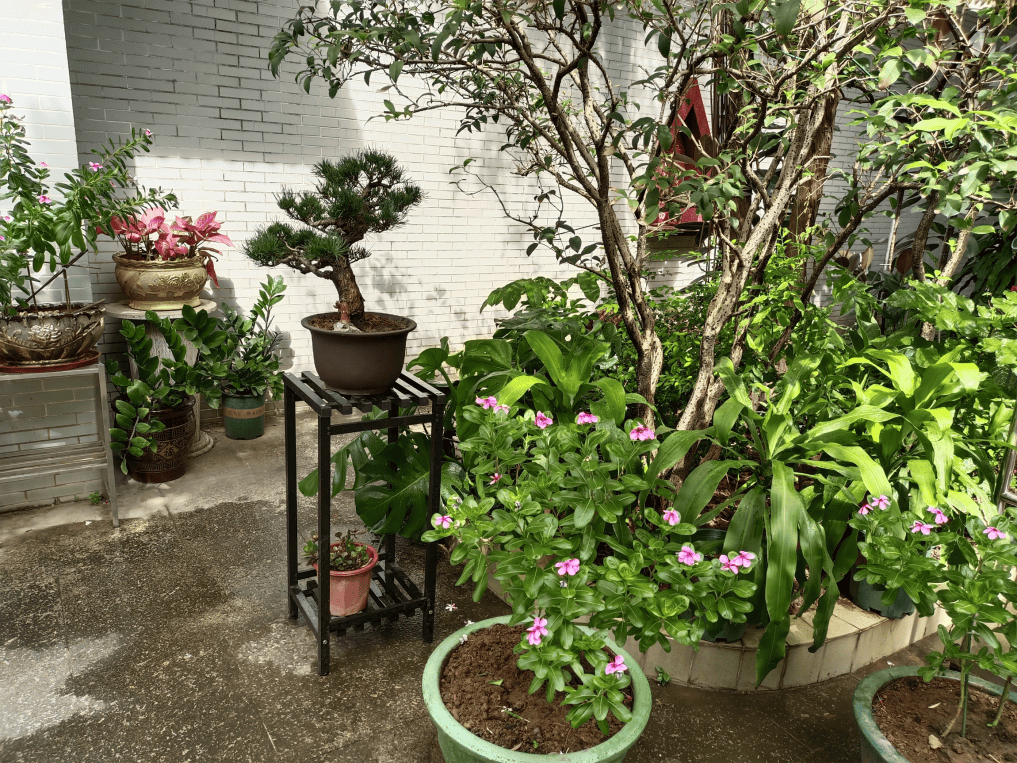 设计和细心劳作,整个庭院田园气息十足,花草争奇斗艳,宛若一个小花园