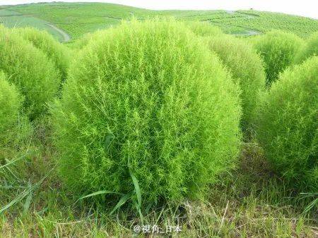 日本考虑给迁出东京去外地结婚的女性发60万日元补贴 & 茨城县扫帚菜