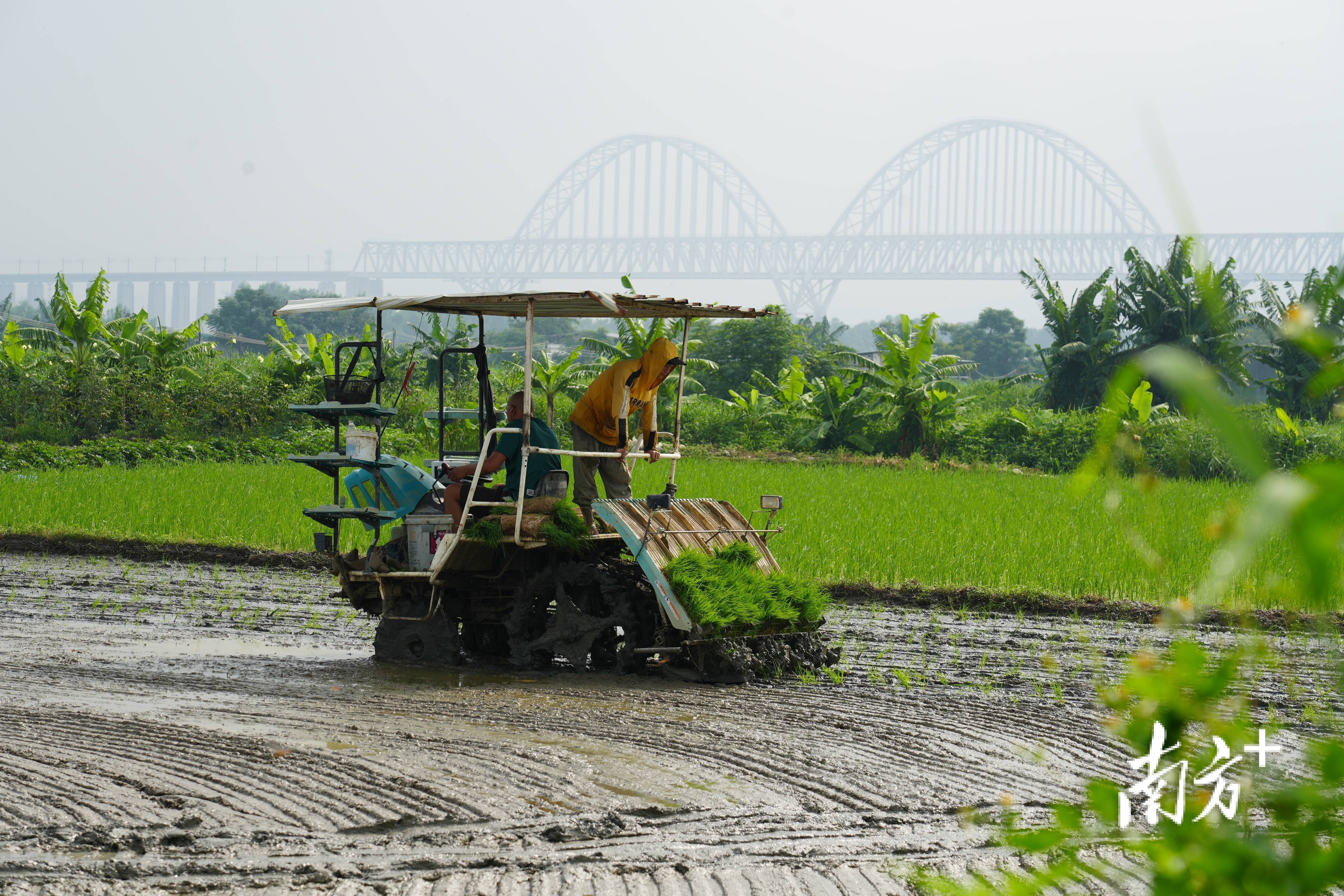 视觉 | 夏耕好时节 机耕插秧忙