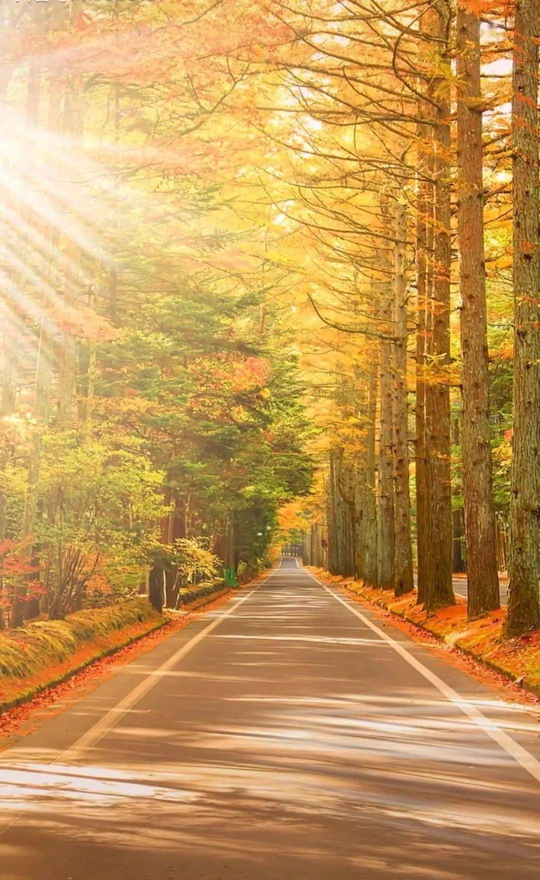 中国最美秋色旅行时刻表,枫红银杏黄,遍地色彩,第一个就想上路!