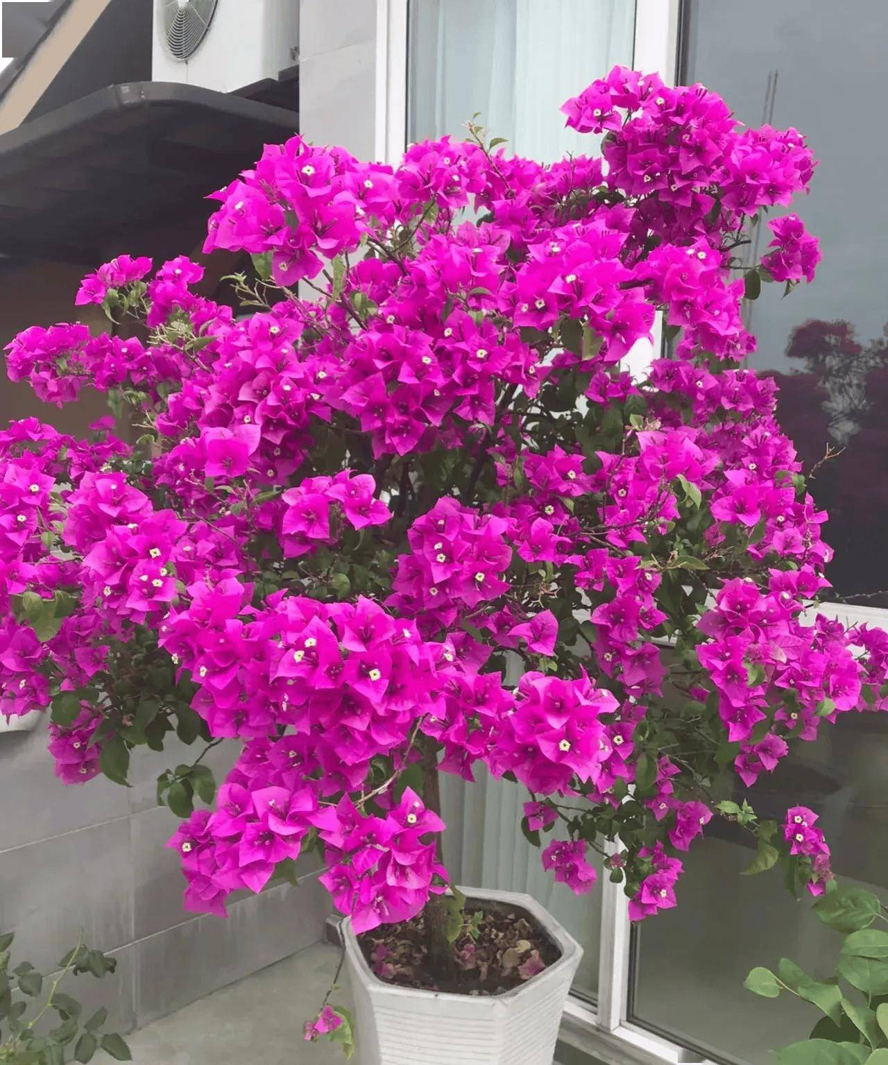 9月养三角梅,牢记"3舍,1勤,1及时",满头都是小花苞,喜人_开花_修剪