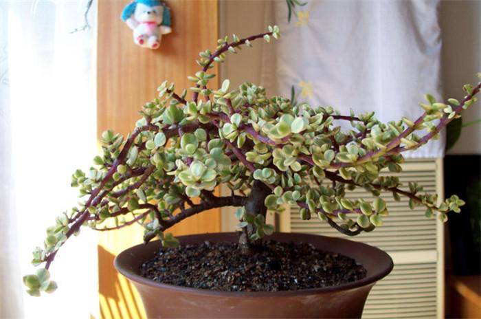 夏季养金枝玉叶,注意3个"技巧",枝叶茂盛绿油油,成漂亮老桩