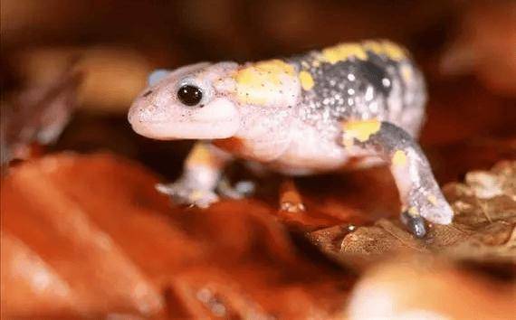 北京海关查获19只活体火蝾螈,一胎最多可生60只!网友:吓到我了