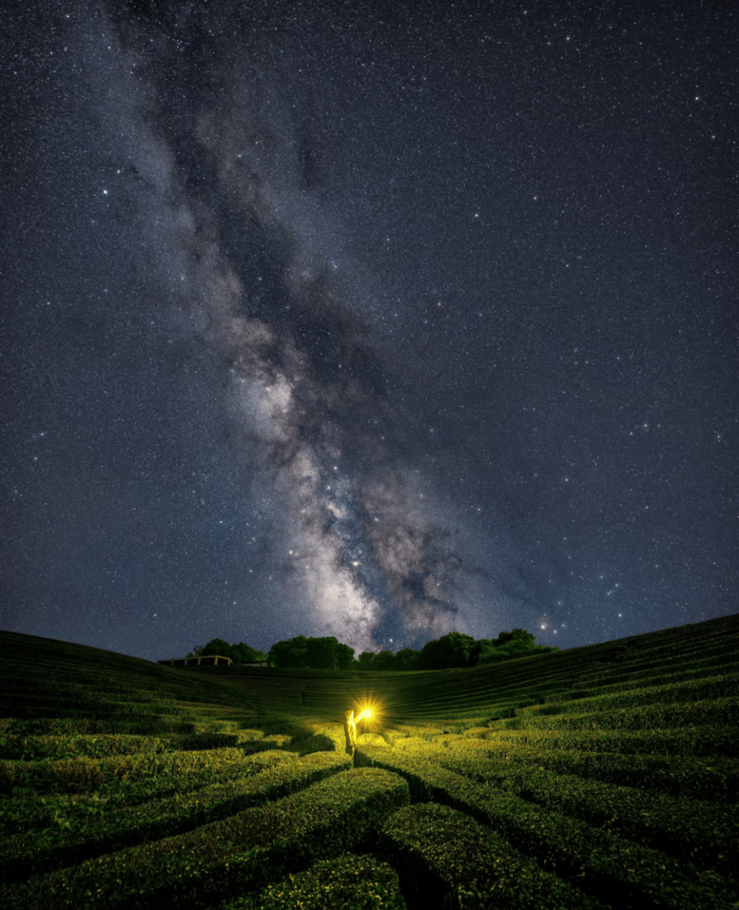 桃花的样子 星空图片