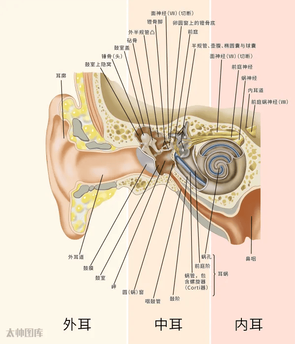 耳朵结构图高清图片