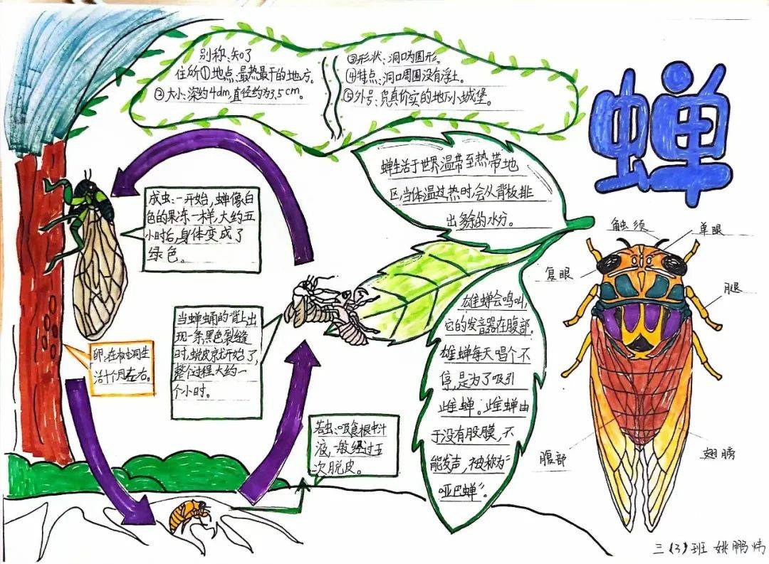 蝉的思维导图清晰图片