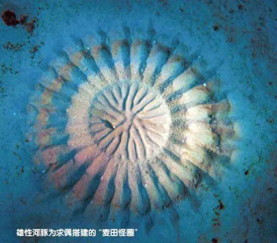 在动物界,“屌丝”找对象有多难?_卫星_优势_青蛙