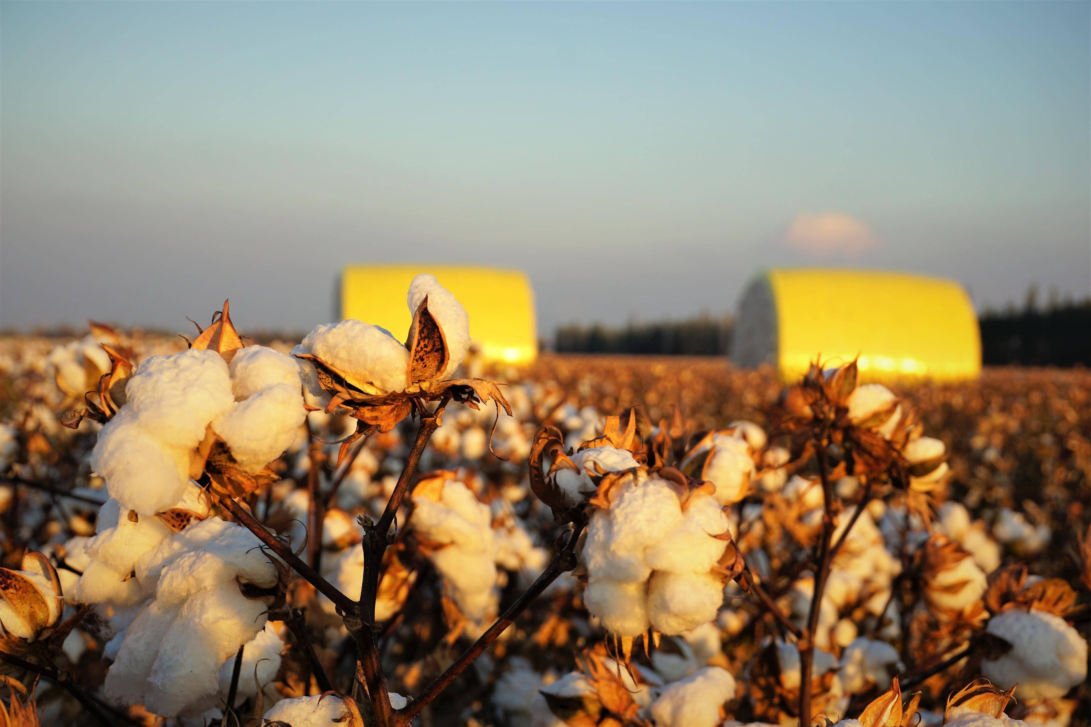 需要大量的水资源和化肥,而新疆作为中国棉花的主要生产基地,近年来已