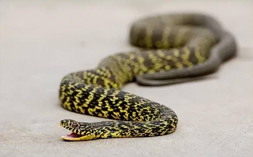 2003年辽宁男子吃蛇竟变"蛇人",身上长满鳞片,究竟怎么回事?