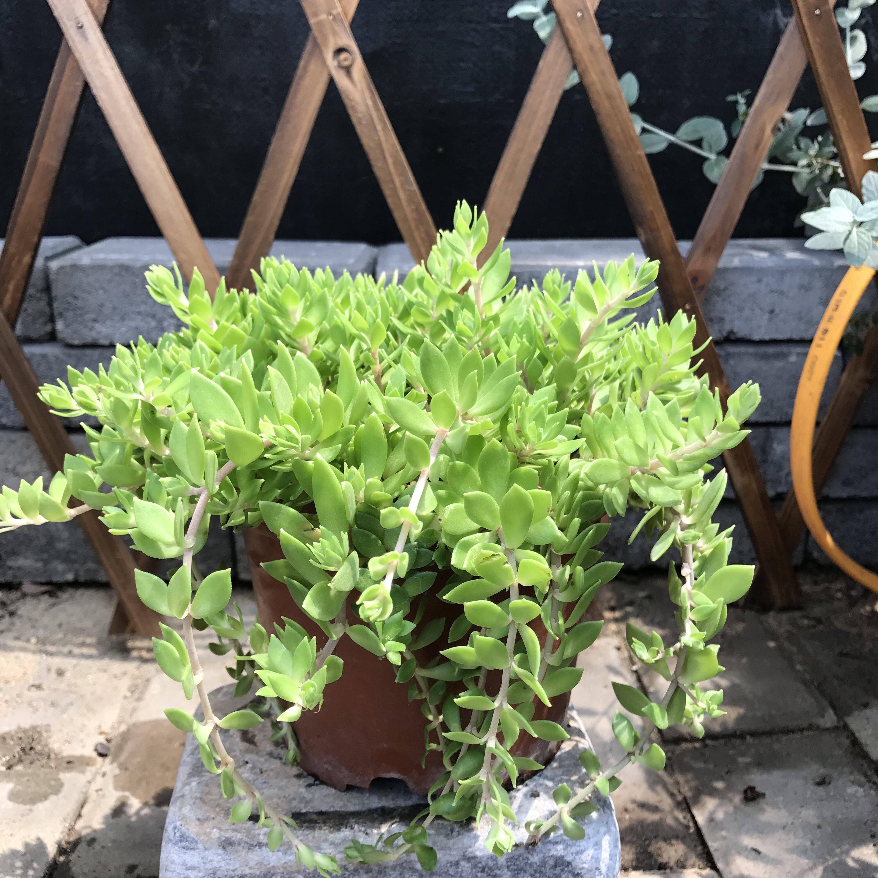 养垂盆草,路边捡2节枝条,插盆里,一个多月长爆盆,比绿萝漂亮