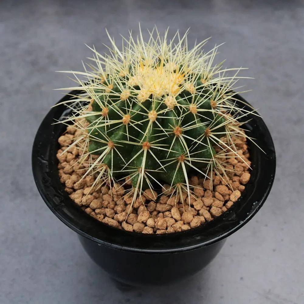 金琥仙人球怎么养?做到"3步",胖乎乎圆滚滚,长到"脸盆大"