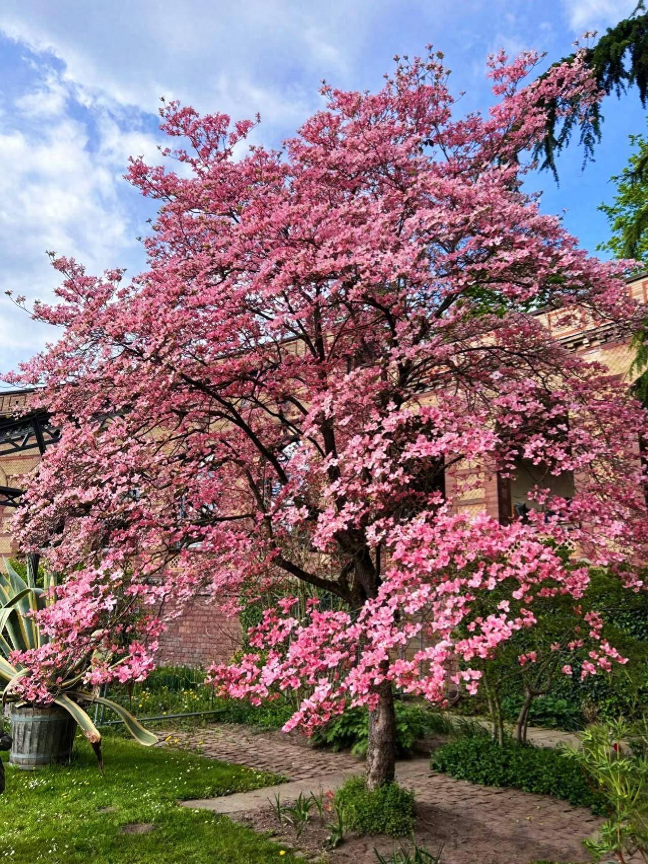 名花名树图片大全图片