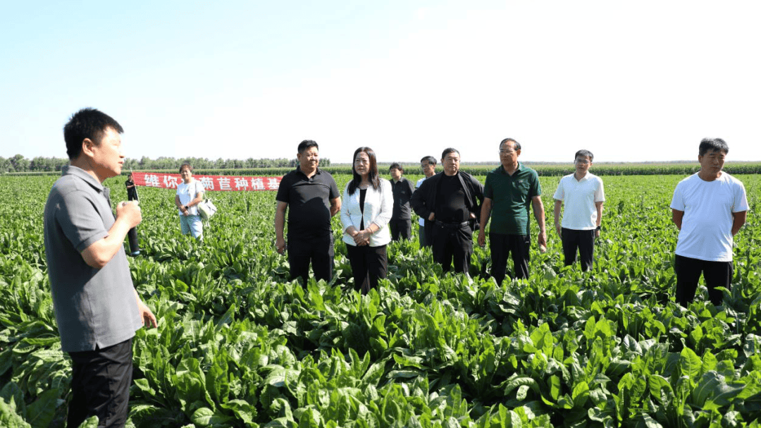 菊苣纤维大健康产业图片