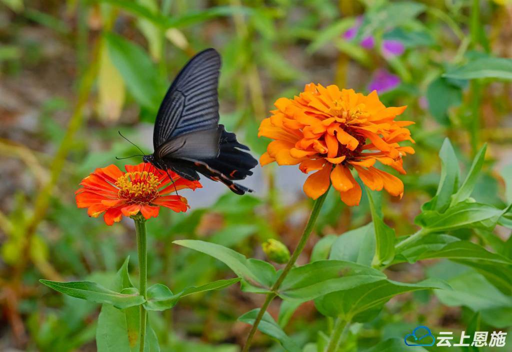 巴东:醉美蝶恋花