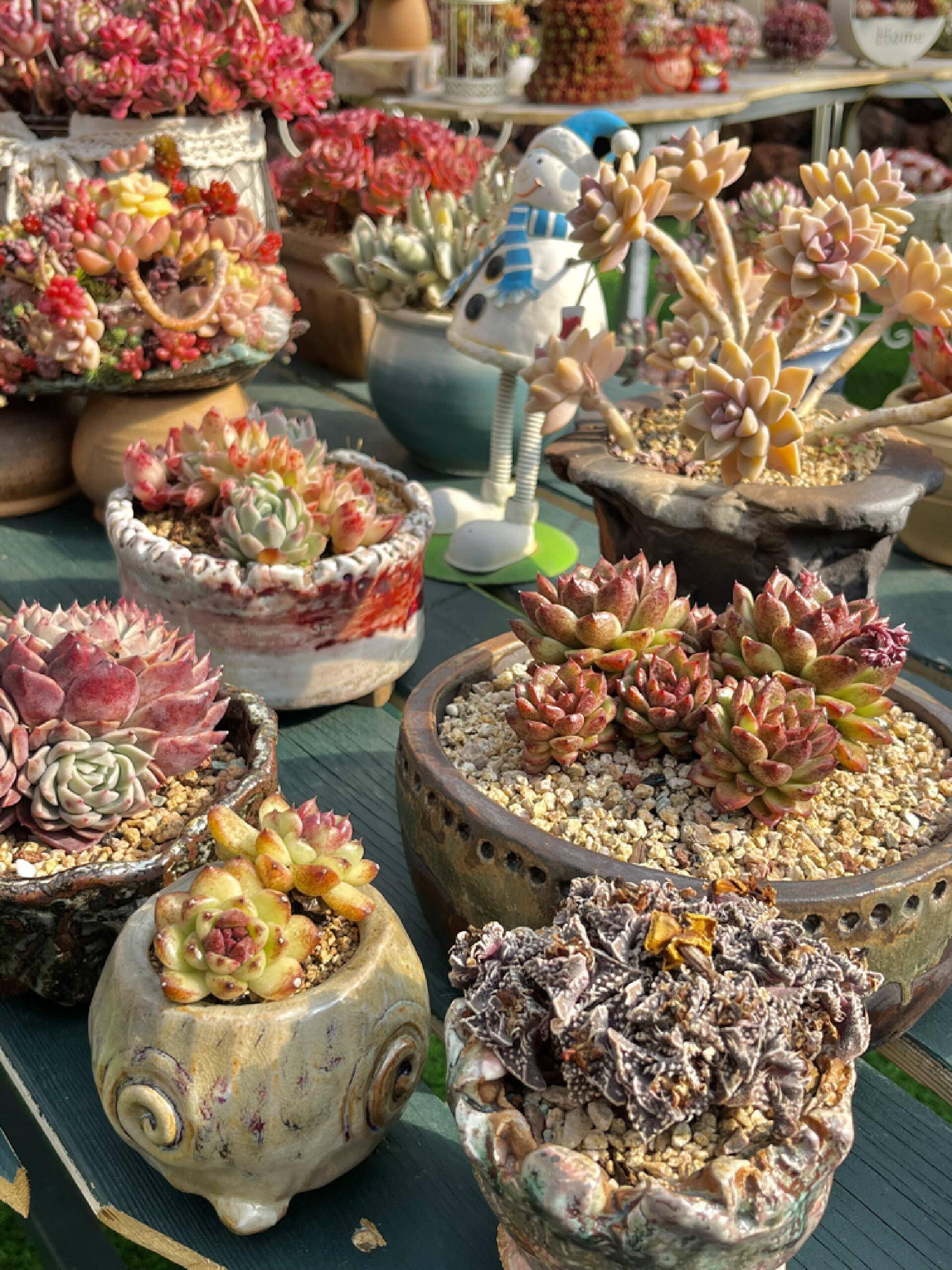 中秋昆明县区游·呈贡区 | 快来采摘万溪冲宝珠梨 逛多肉花园