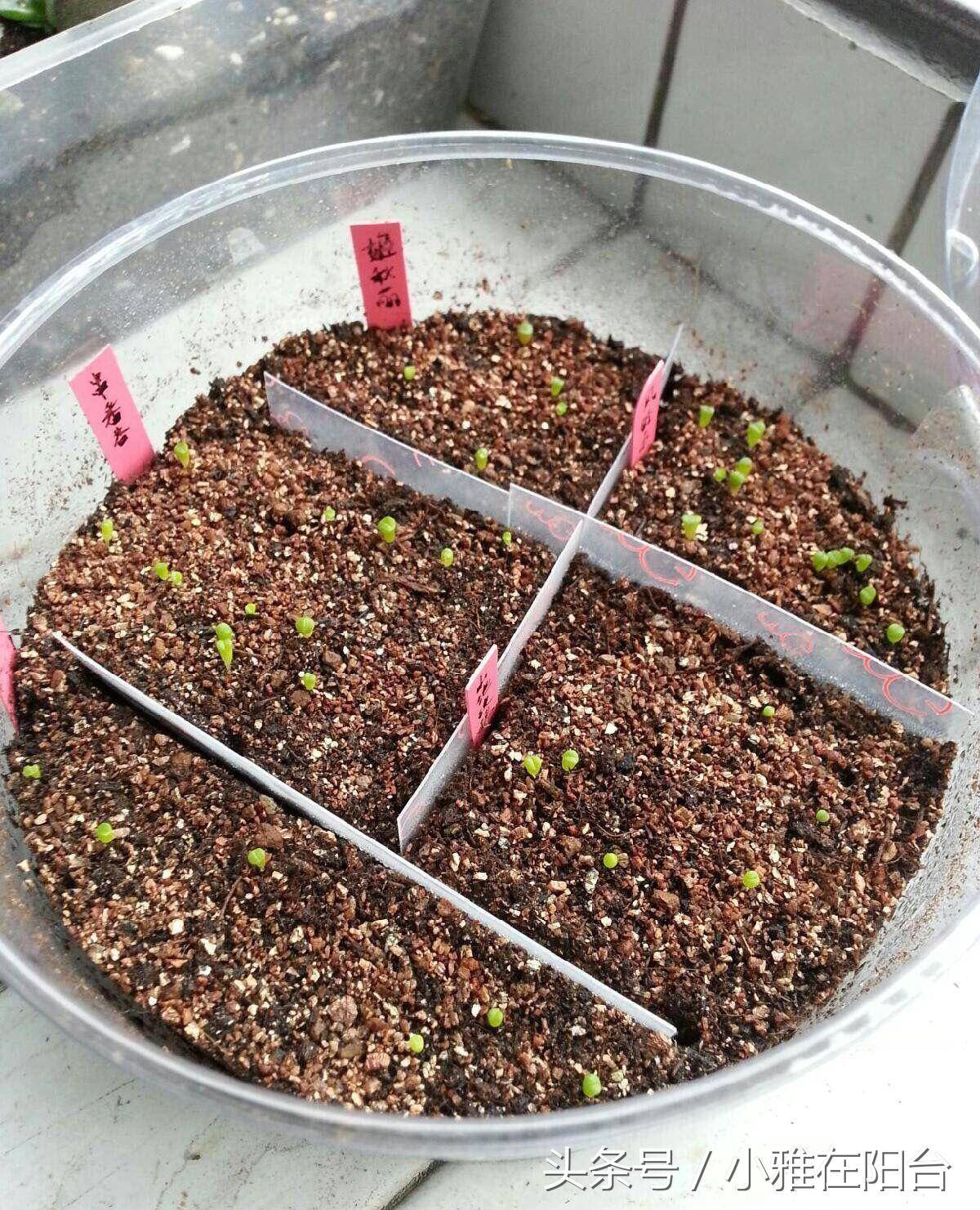 用种子播种多肉这样做成功发芽成就感满满