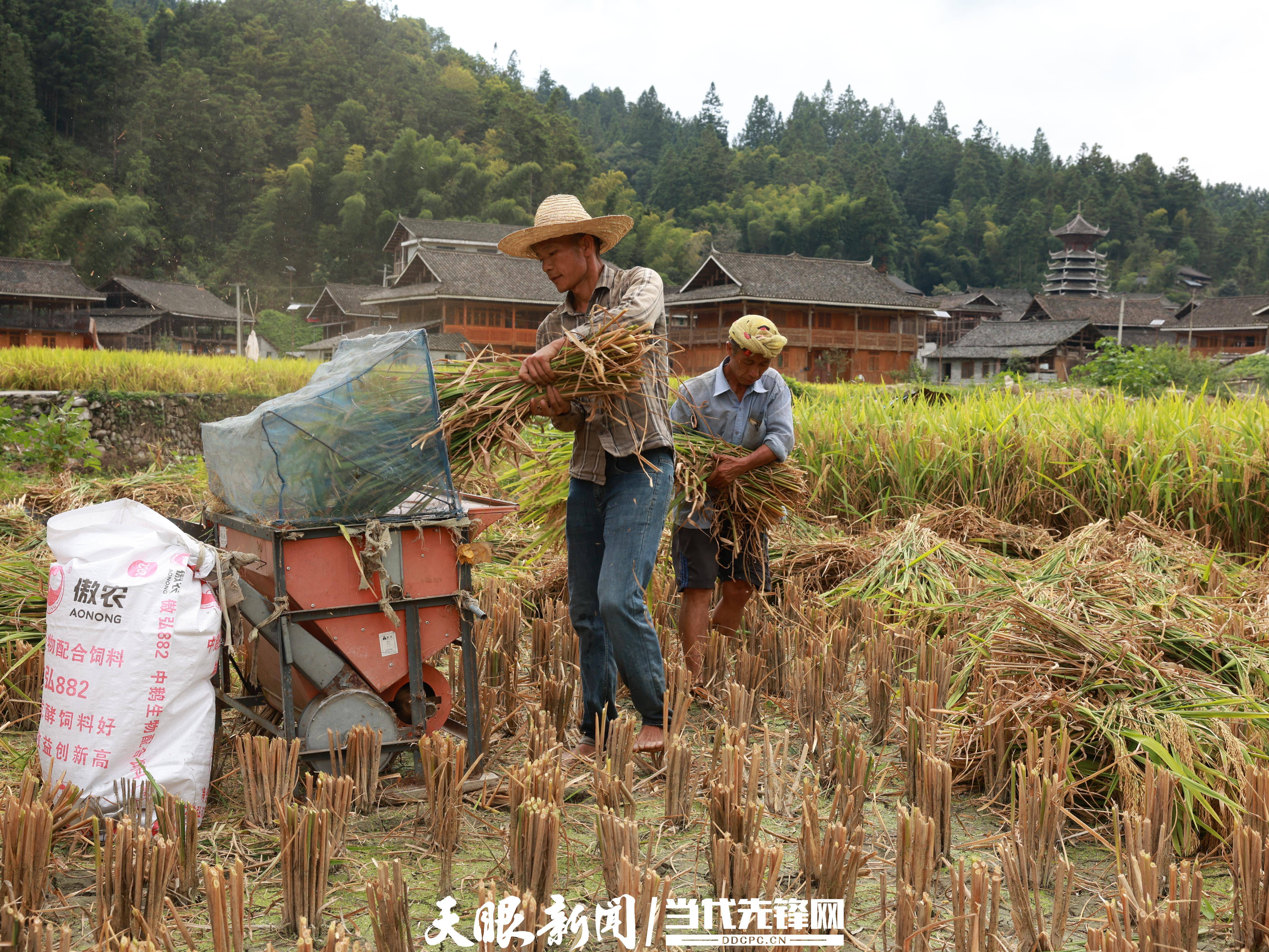 贵州从江:26万亩水稻喜丰收