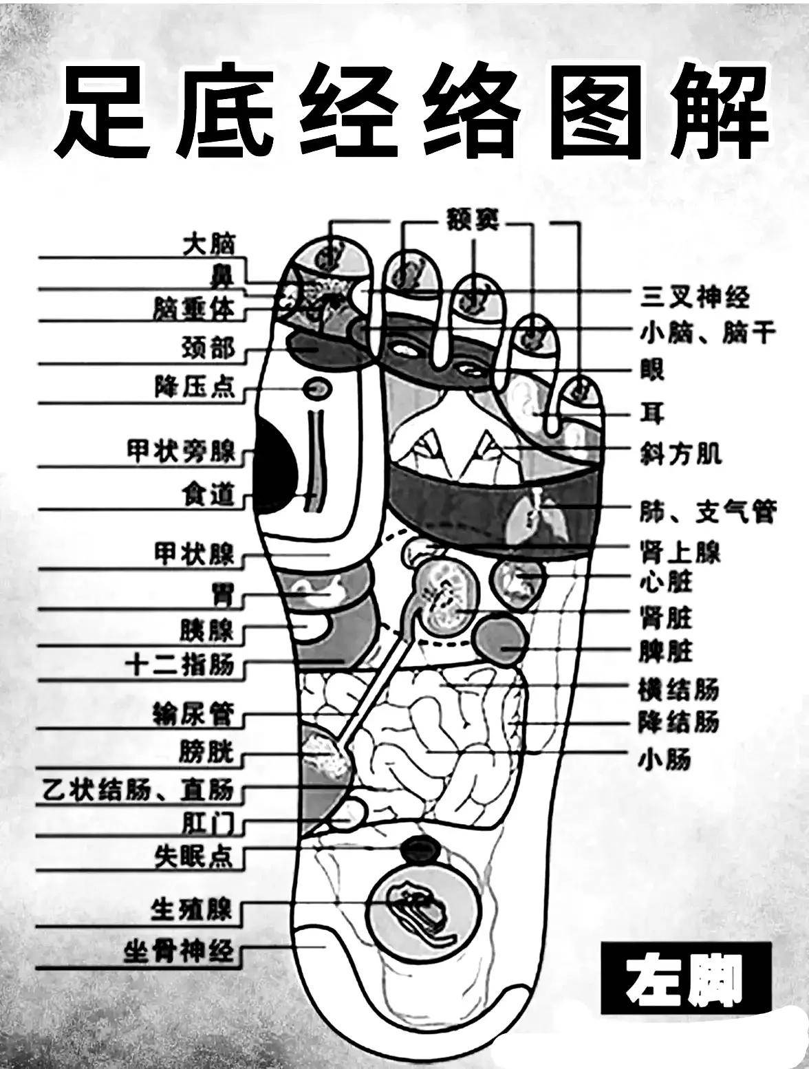 足底经络按摩图解