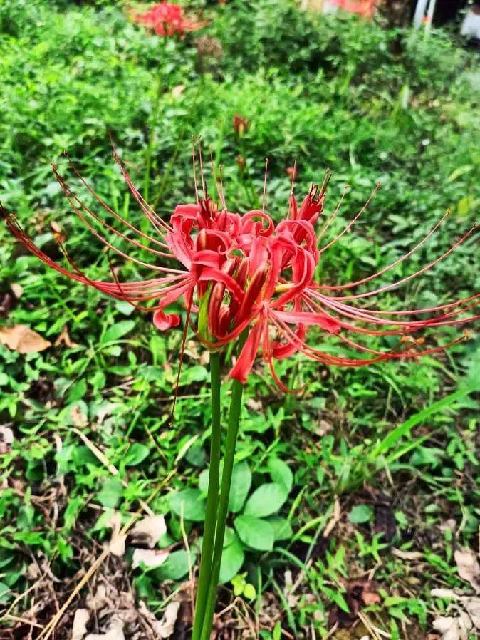 吉首花果山图片