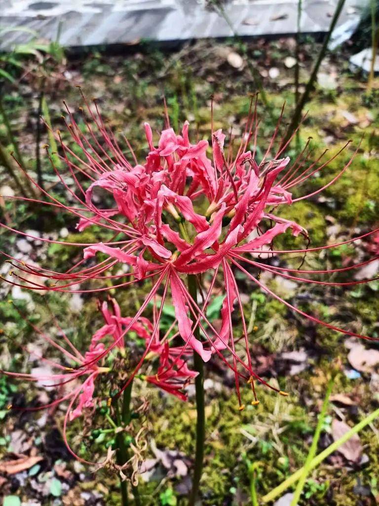 吉首花果山图片