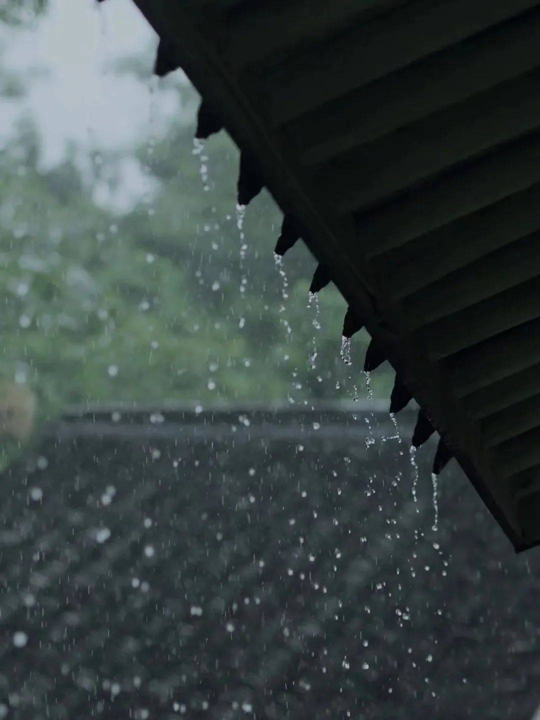 烟雨潇潇图片