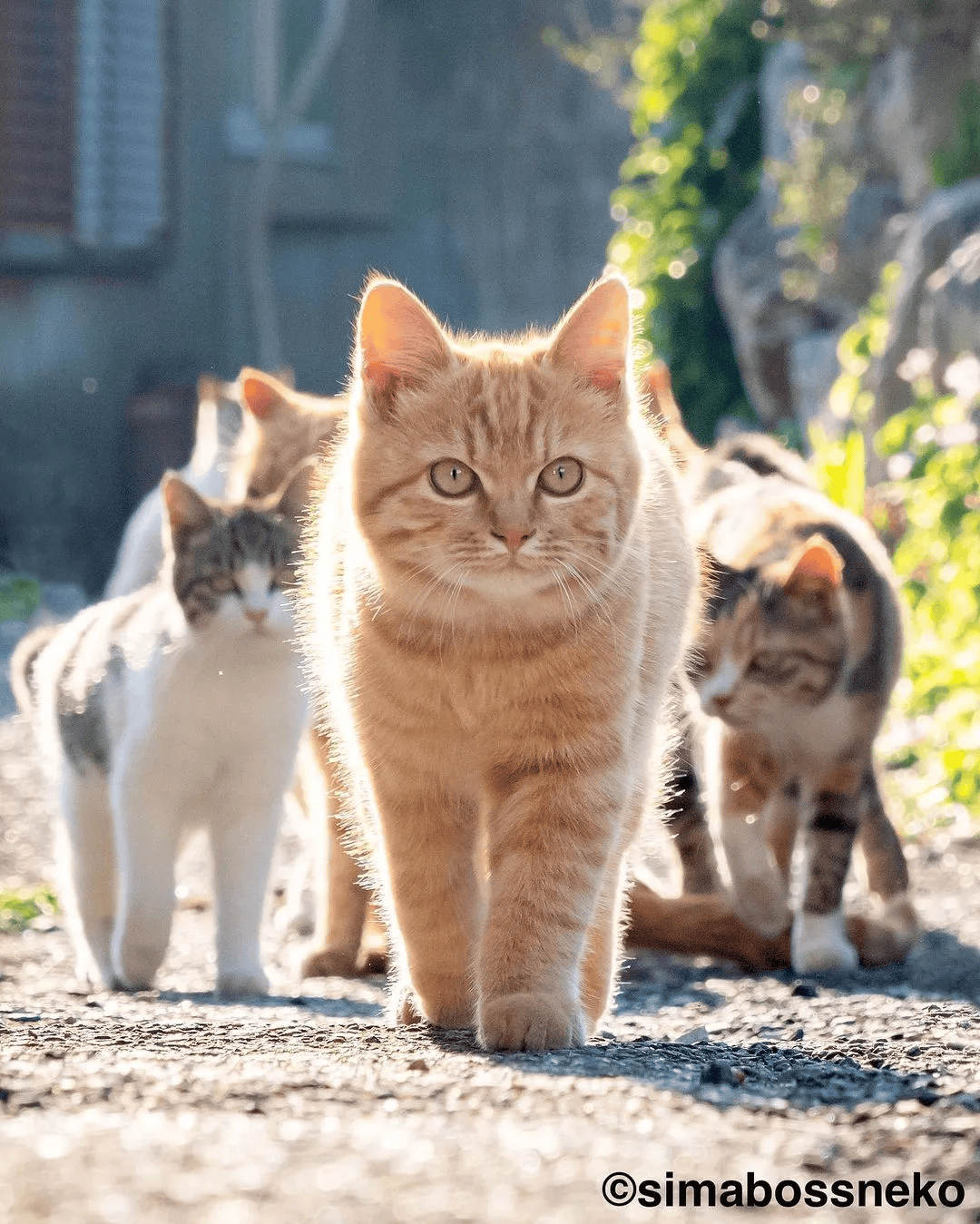 一组超美的流浪猫咪图片:每一只都美到了心坎里