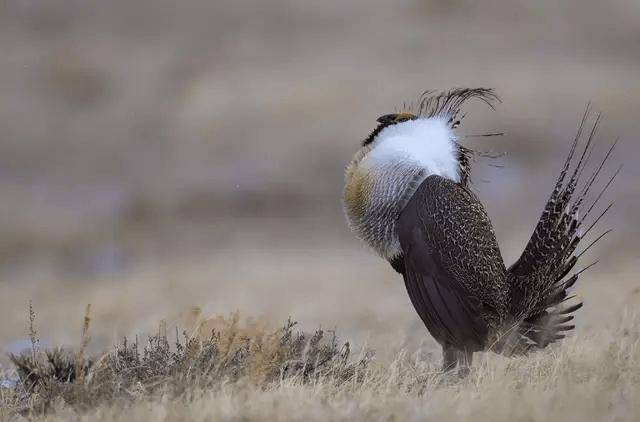 艾草松鸡性感胸肌,"d罩杯"兜不住,求偶时疯狂抖动考验持久力