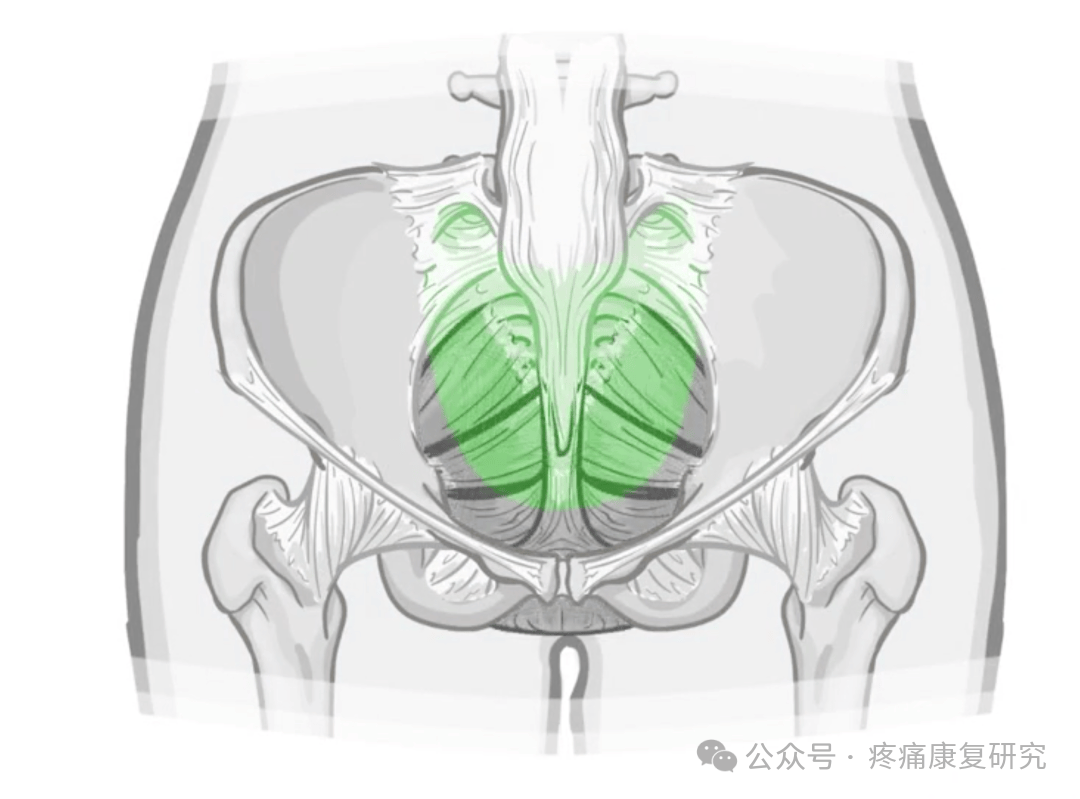 人体解剖学基础 | 盆腔_耻骨_尾骨_闭孔
