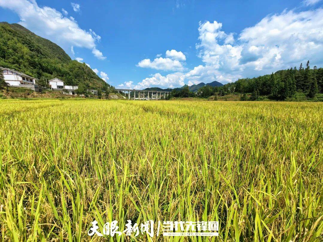 织金龙潭社区：秋风起 稻鱼香_稻田_种养_画卷