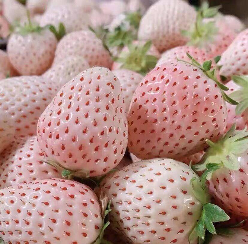 阳台种草莓,做"2点",收获"更多果",过程简单省心