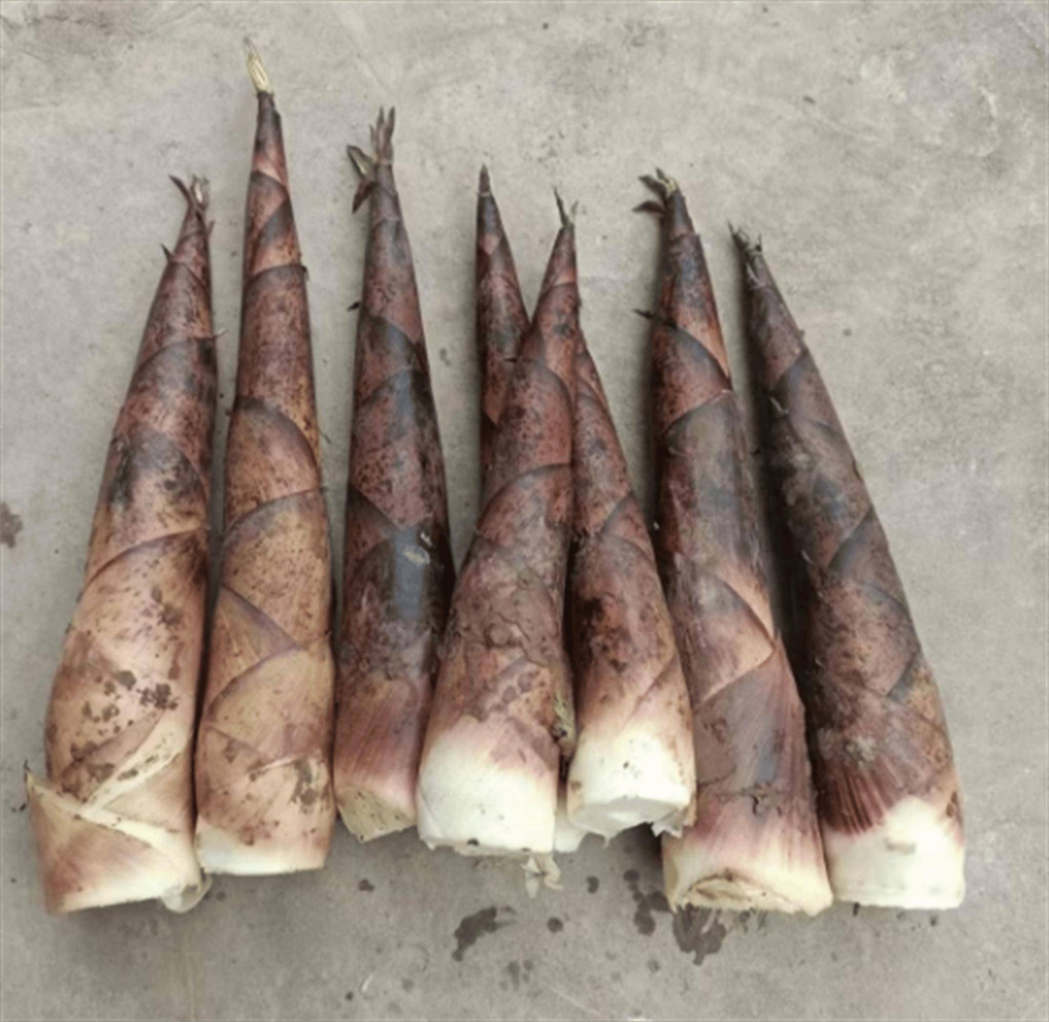 探秘竹笋之美:从田间到舌尖的焯水艺术