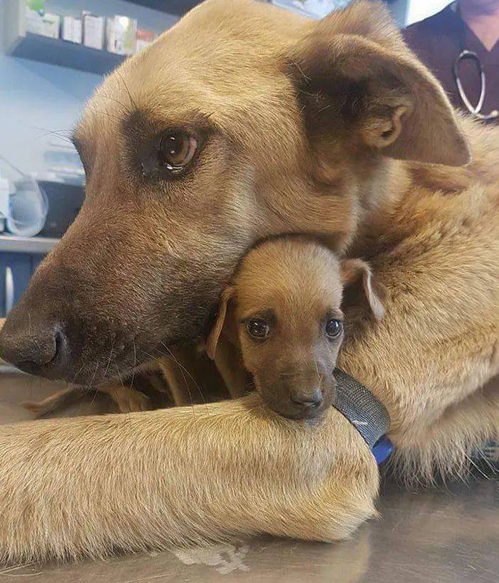 狗妈妈满脸骄傲的晒刚出生的宝宝.这也太可爱了吧!