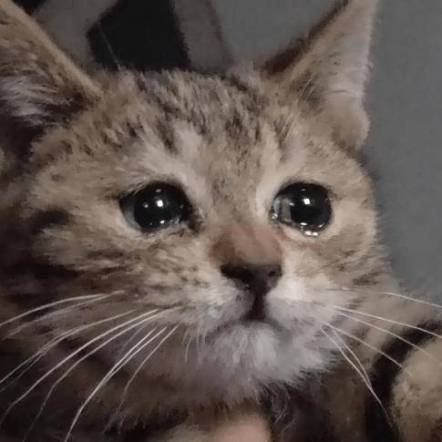 猫咪小不点,长着塌塌的眼睛,表面委屈屈,实则调皮皮