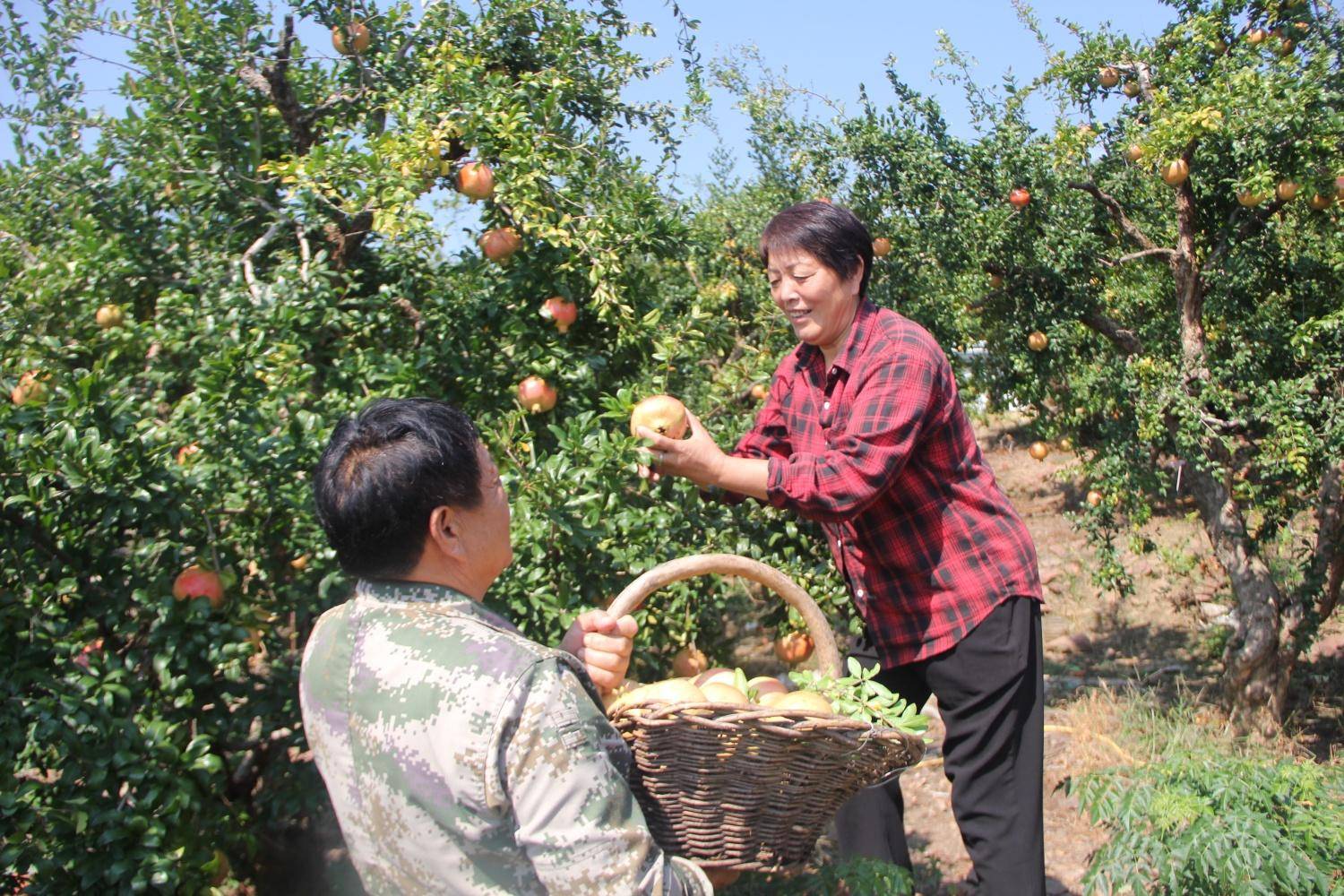 金牛山长出"金豆子"!平顶山卫东区万亩石榴园喜获丰收