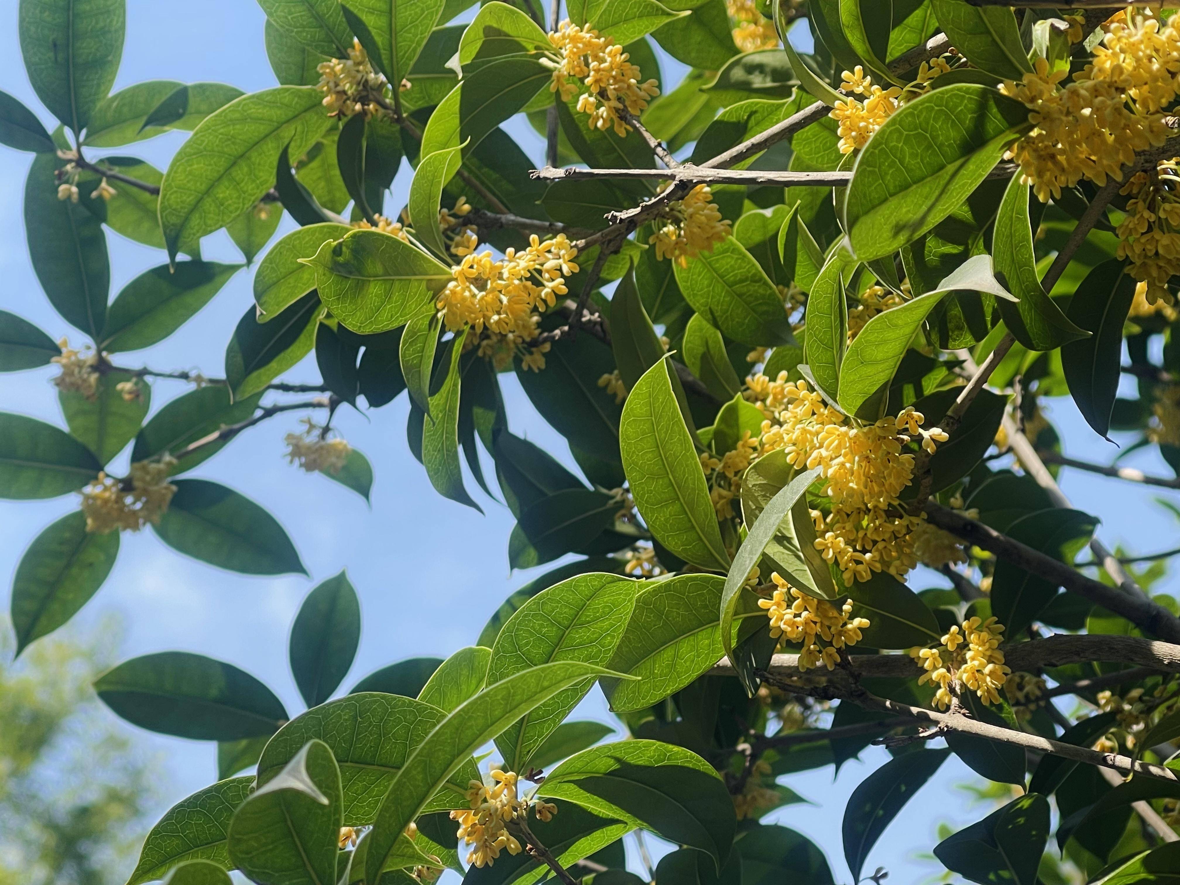 桂花叶的简介图片