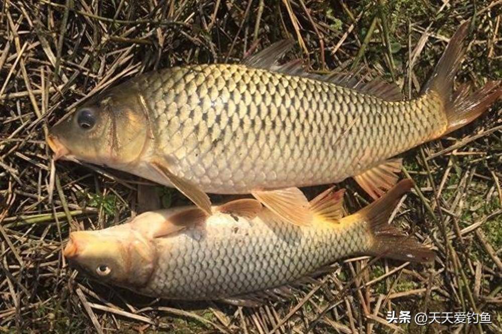 秋季野钓鲤鱼,4个通杀饵料配方,大小鲤鱼都入鱼护