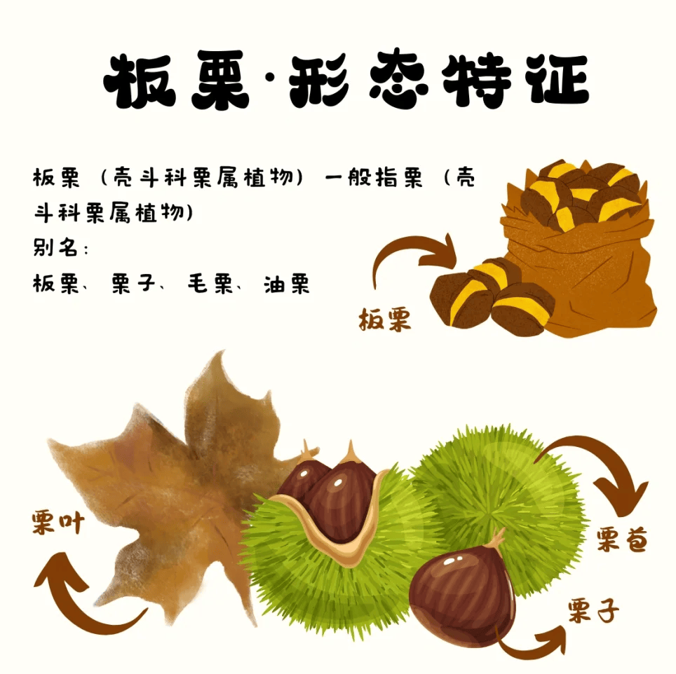 0】|2024国庆营·2日独立_活动_板栗_孩子