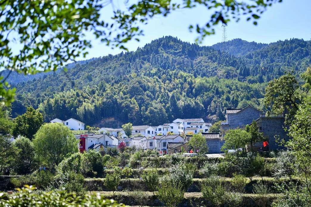 大别山腹地的安徽金寨县大湾村:"红绿结合"绘就乡村振兴新画卷