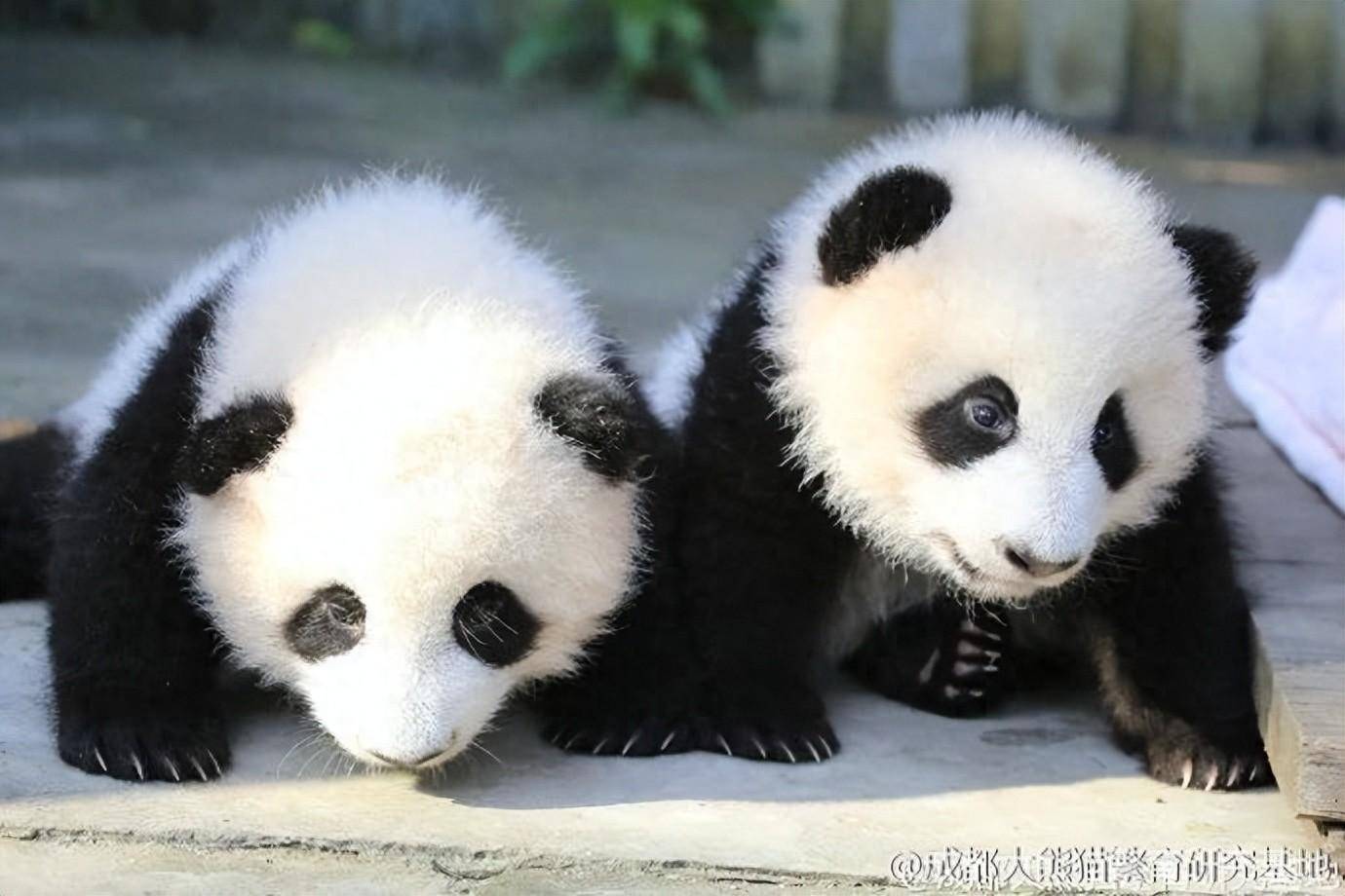萌宝贺新春！大熊猫国家保护研究中心熊猫宝宝齐送祝福_熊猫频道_央视网(cctv.com), image size:1380x920