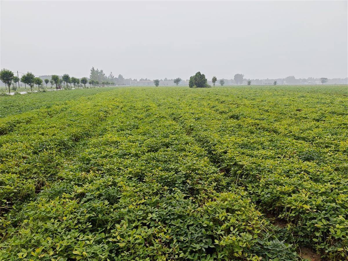 极端天气频发这里的花生为何能稳产增产