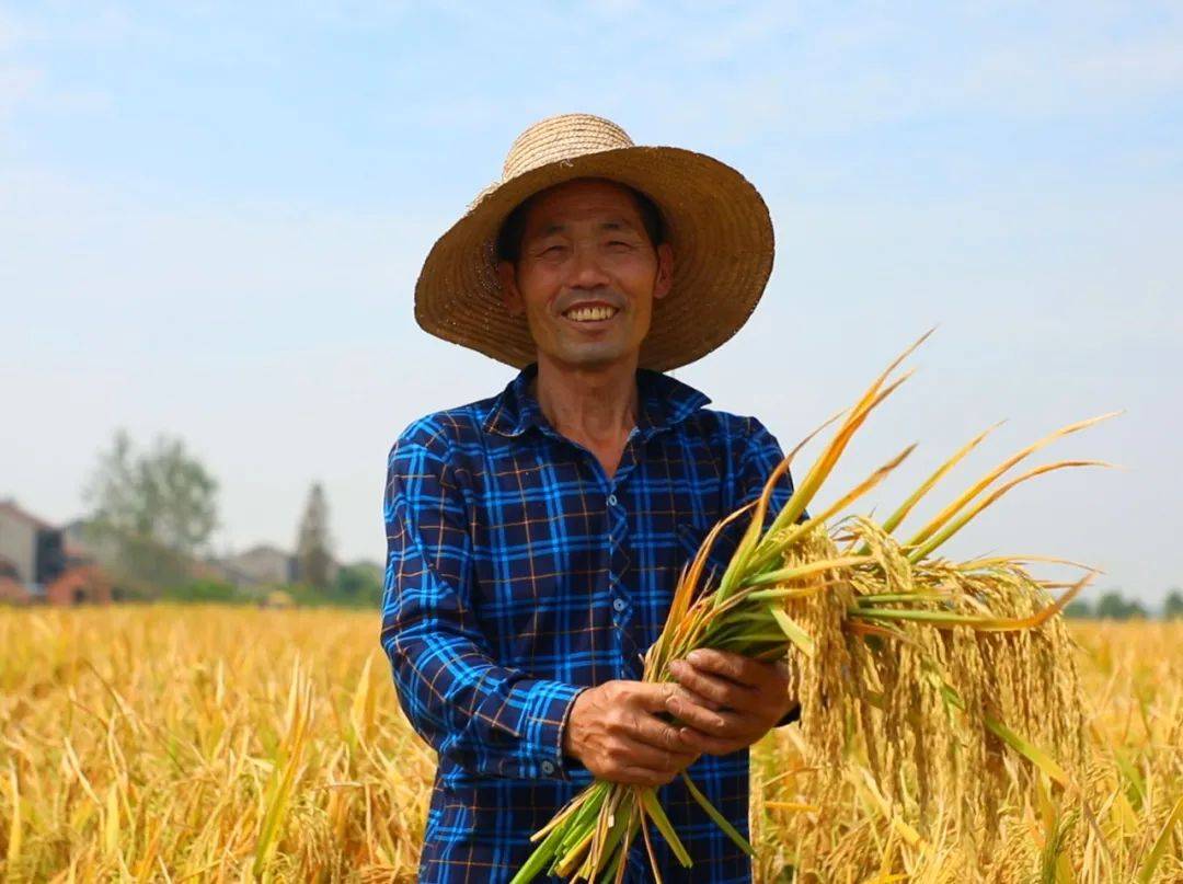 收获_稻穗_种植区