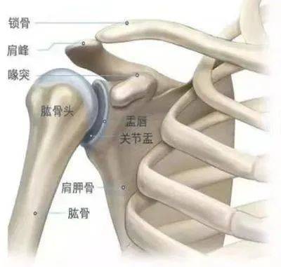 肱骨头置换术图片