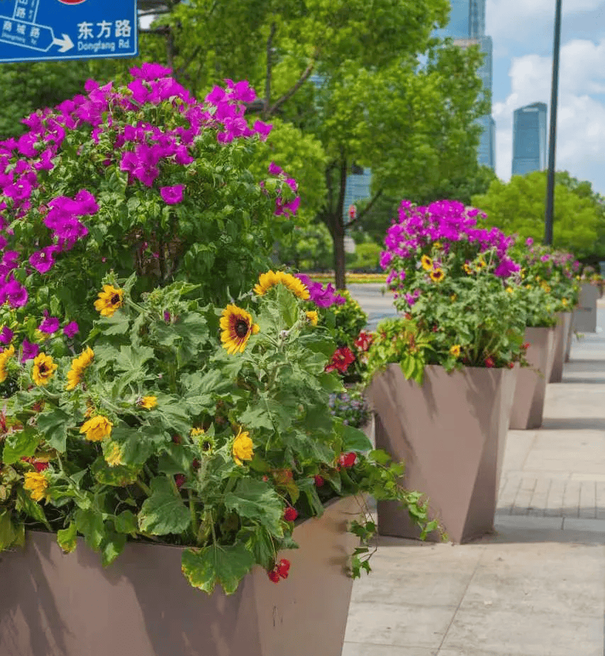申城花团锦簇迎国庆,这些喜庆的景观氛围你感受到了么?